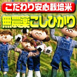 画像1: 〈工場直売〉福井県特別栽培コシヒカリ 玄米30kg（送料無料）