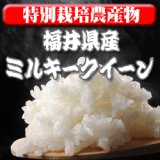 画像: 〈工場直売〉福井県特別栽培ミルキークイーン 玄米20kg