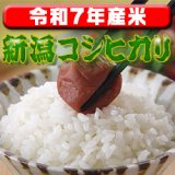 画像: 〈工場直売〉新潟県産コシヒカリ 玄米10kg