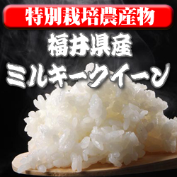画像1: 〈工場直売〉福井県特別栽培ミルキークイーン 玄米30kg（送料無料）