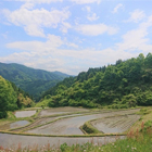 画像: 〈工場直売〉長野県佐久産コシヒカリ 玄米20kg