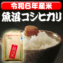 画像1: 〈工場直売〉新潟県南魚沼産コシヒカリ 玄米30kg（送料無料）