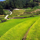 画像: 〈工場直売〉福井県特別栽培ミルキークイーン 玄米10kg